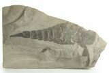 Bargain, Eurypterus (Sea Scorpion) Fossil - New York #369334-1